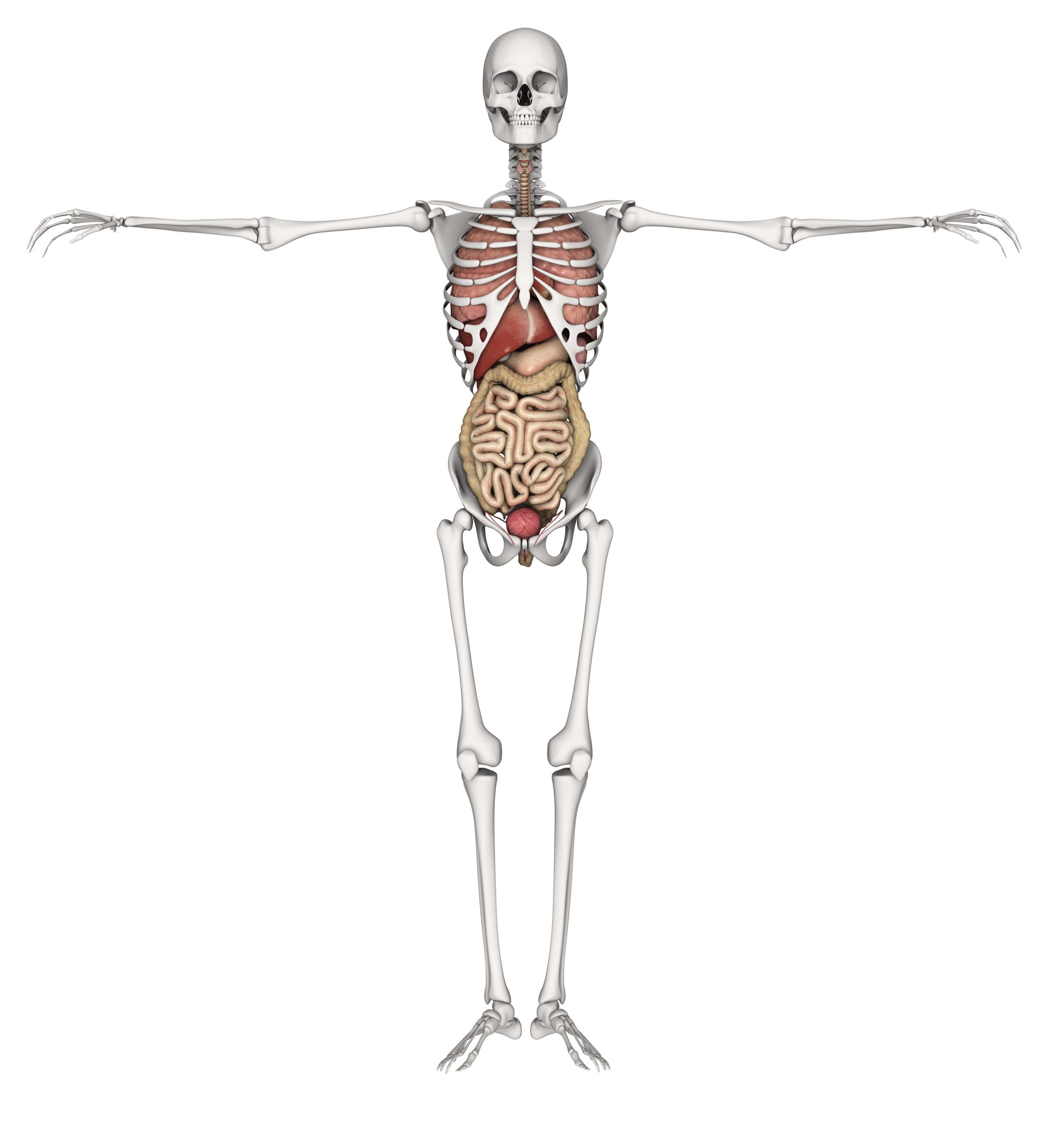 Principi dell’Osteopatia Viscerale