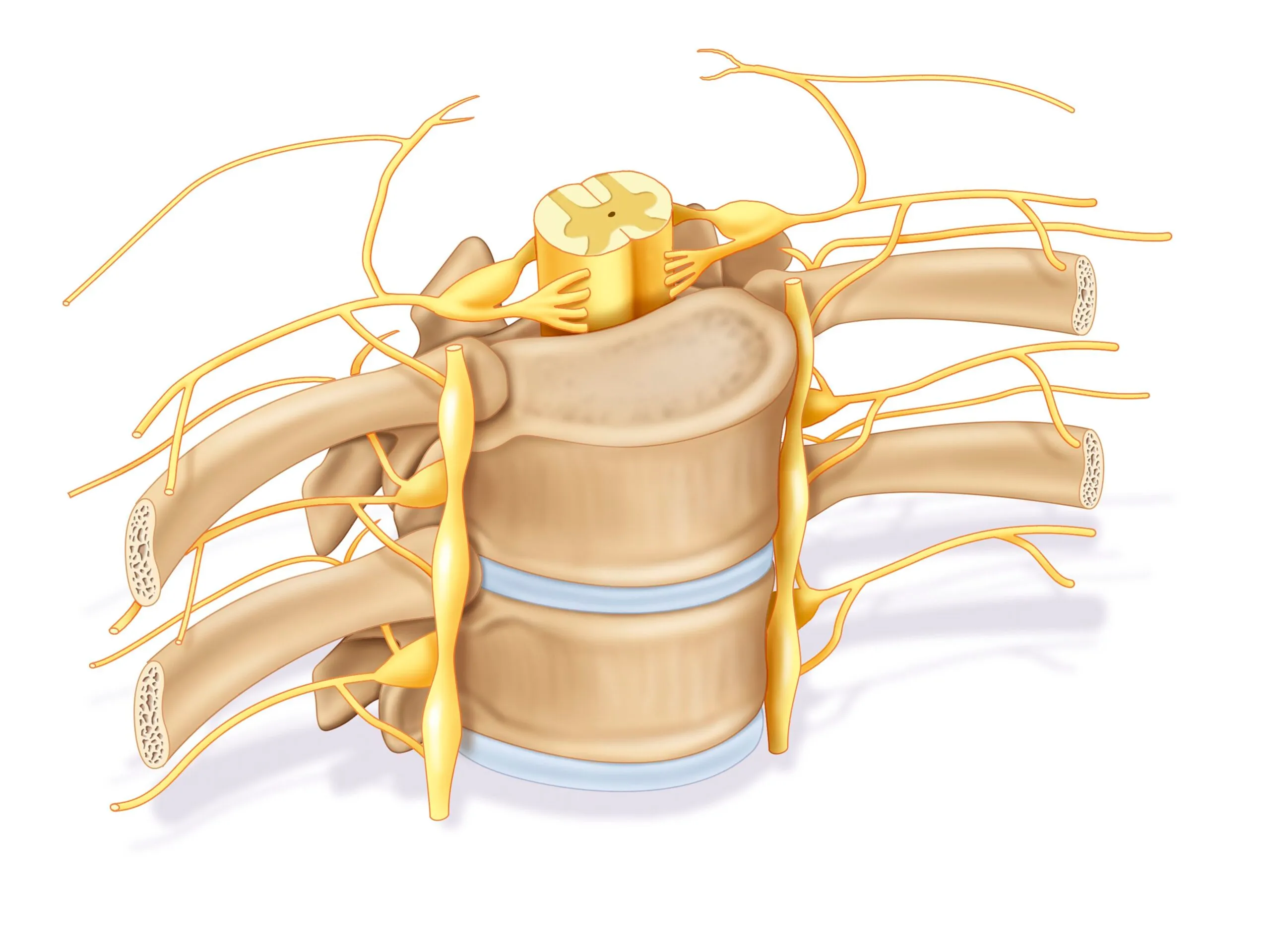 Il nervo seno-vertebrale di Luschka