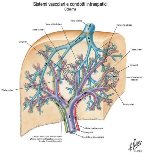 Sistema vascolare fegato